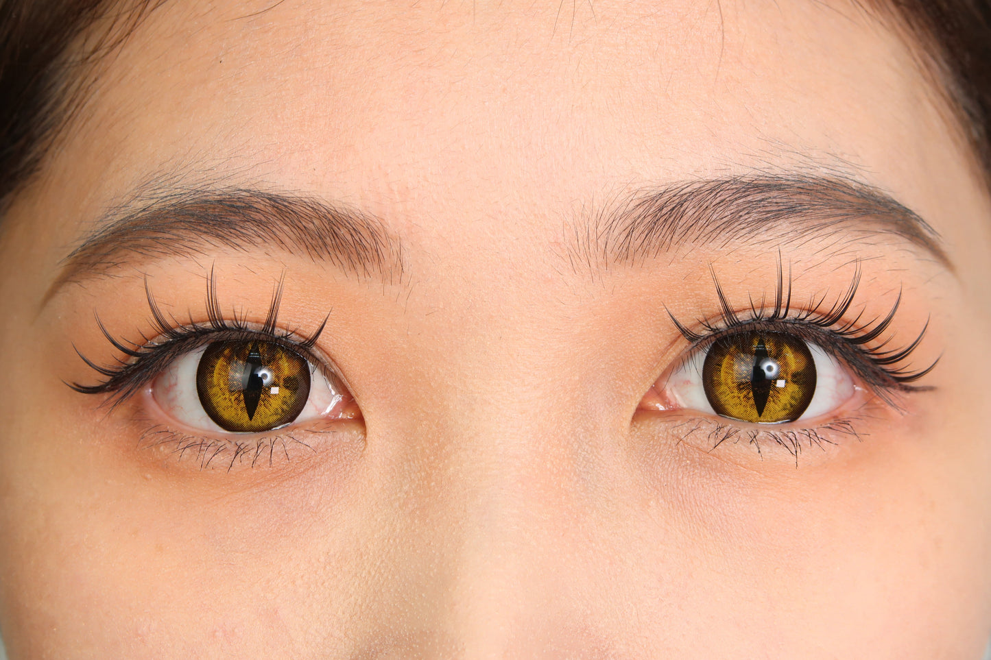 Sweety Crazy Gold Demon Eye / Cat Eye (New) (1 lens/pack)-Crazy Contacts-UNIQSO