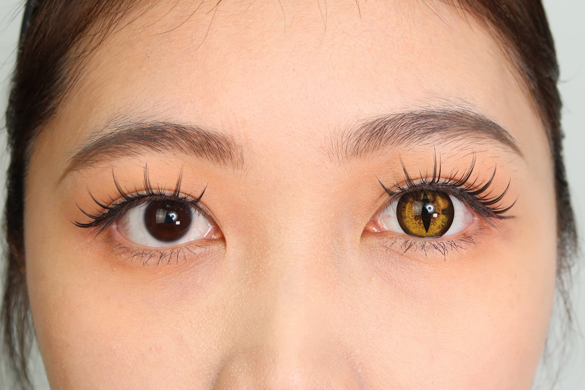 Sweety Crazy Gold Demon Eye / Cat Eye (New) (1 lens/pack)-Crazy Contacts-UNIQSO