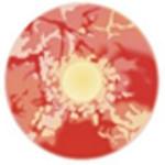 Sweety Red Sclera Contacts Zombie (1 lens/pack)-Sclera Contacts-SweetyCon